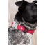 Red Mountain Syrah Waterproof Dog Collar - 21 - 28 inch