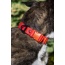 Scarlet Peaks Waterproof Dog Collar - 17 - 20 inch