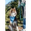 Siberian Spruce Dog Bandana - S/M - 18in x 10in