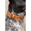 Sierra Sunrise Vegan Leather Dog Collar - 13 - 15 inch