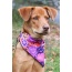 Spooky Bat Squares Dog Bandana - M/L - 27in x 13in