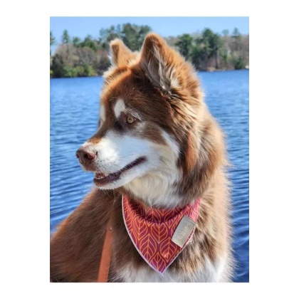 Twilight Trails Bandana - S/M - 18in x 10in