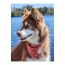 Twilight Trails Dog Bandana - M/L - 27in x 13in