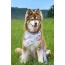 Wildflower Meadow Dog Bandana - M/L - 27in x 13in