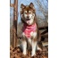 Wine Plaid Dog Bandana - S/M - 18in x 10in