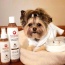 4.5 Oz. Dog Coat Spray Coconut Papaya